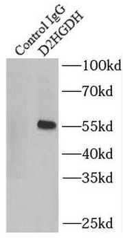D2HGDH Antibody
