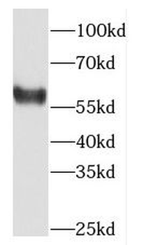 DACH2 Antibody