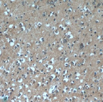 DAOA Antibody