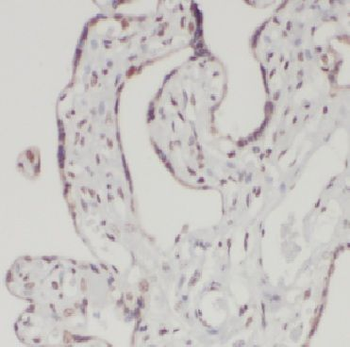 DAZAP1 Antibody