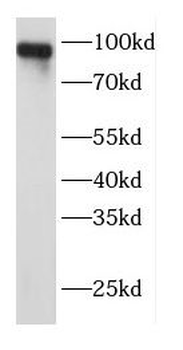 BRINP1 Antibody