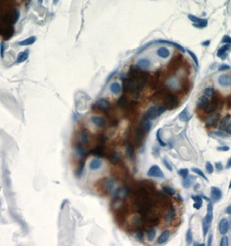 DCD Antibody