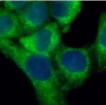 ECI1 Antibody