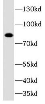 DCLK1 Antibody