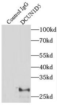 DCUN1D5 Rabbit Polyclonal Antibody