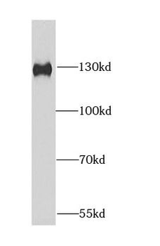 DDB1 Rabbit Polyclonal Antibody