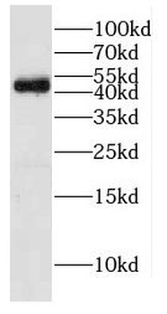 DDOST Antibody