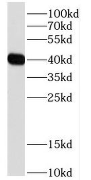 DDRGK1 Antibody