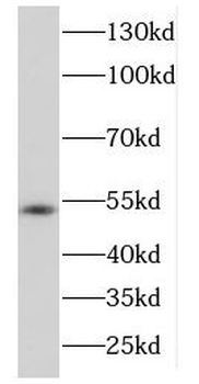 DDX39A Antibody