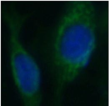 DCN Antibody
