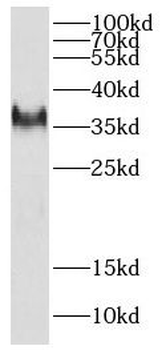 DEDD2 Antibody