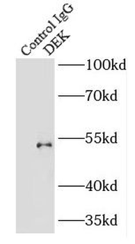 DEK Antibody