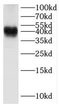 DMTN Antibody