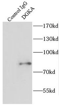 DGKA Antibody