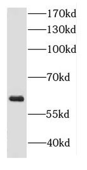 DGKE Antibody