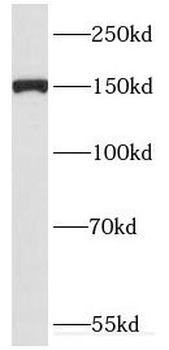 DHX29 Antibody