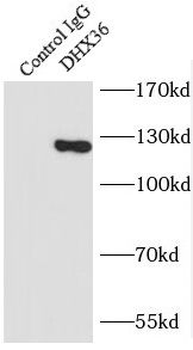 DHX36 Antibody