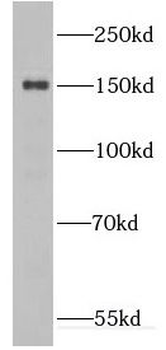 DHX57 Antibody
