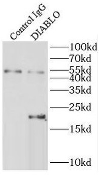 DIABLO Rabbit Polyclonal Antibody