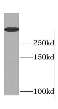 DIDO1 Antibody