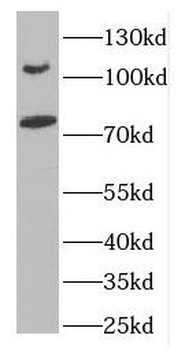 DLG5 Antibody