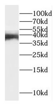 DLX4 Antibody