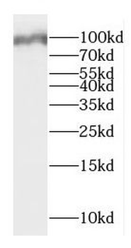 DMGDH Antibody