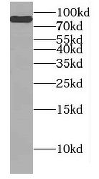 DNAI1 Antibody