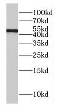 DNAJA4 Antibody