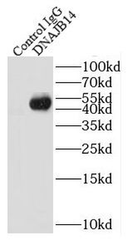 DNAJB14 Antibody
