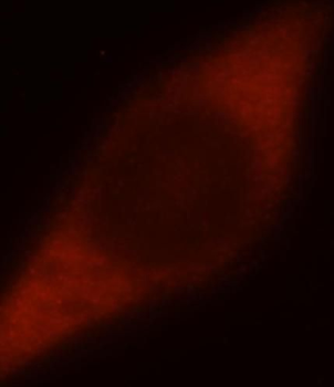 DNAJB4 Antibody