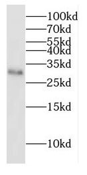 DNAJC4 Antibody