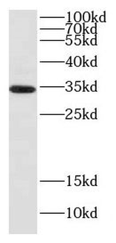 DNALI1 Antibody