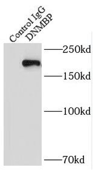 DNMBP Antibody