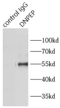 DNPEP Antibody