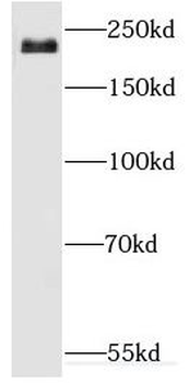 DOCK3 Antibody