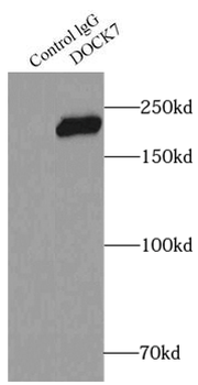 DOCK7 Antibody