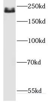 DOCK8 Antibody