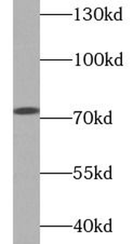 DBH Antibody