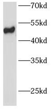 DPEP2 Antibody