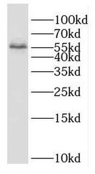 DPYS Rabbit Polyclonal Antibody