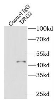 DRG2 Rabbit Polyclonal Antibody