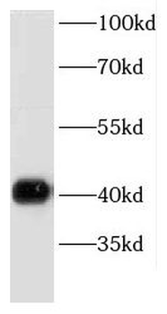 DRG2 Rabbit Polyclonal Antibody