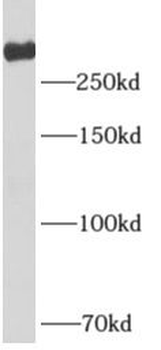 UTP20 Antibody