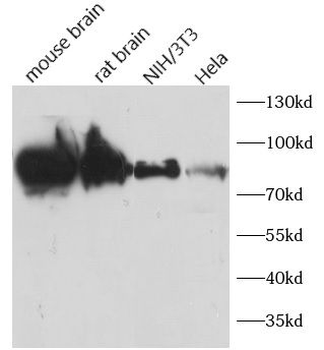 DNM1L Rabbit Polyclonal Antibody