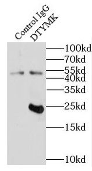 DTYMK Antibody