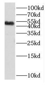 DUSP10 Antibody