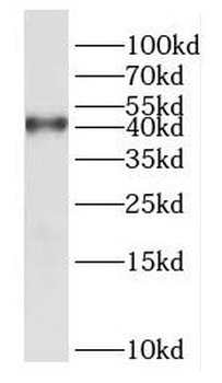 DUSP9 Antibody