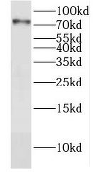 DYM Antibody