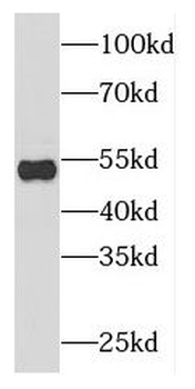 DCTN2 Antibody